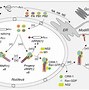 Fungsi M2 Pada Virus Influenza